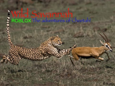 Steam Community Video Wild Savannah Roblox The Amazing Adventures Of Cheetah - wild savannah roblox update