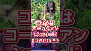 海外ならではの超大型ペットと仲が良過ぎるサイボーグ【にじさんじEN/ファルガー・オーヴィド】