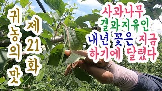사과나무 결과지 유인! 꽃눈분화의 핵심! 내년 농사는 지금부터 시작이다.