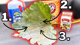 Why Powdery Mildew Keeps Coming Back (and How to Finally Stop It)