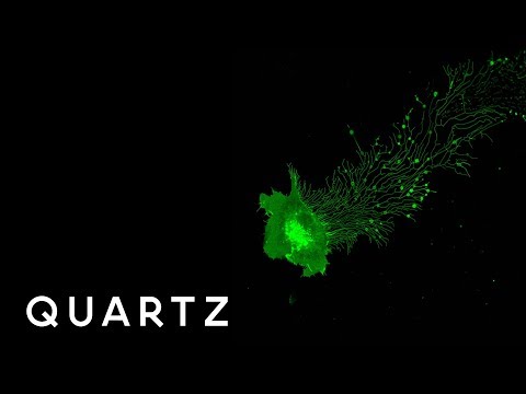 Incredible Images Captured Under a Microscope
