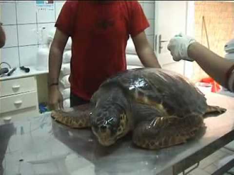 tartanet (prima parte).avi