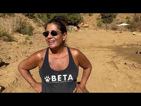 BETA: Lebanon’s Dogs Shelter. LIVE Action with 850 Dogs. Be Responsible!