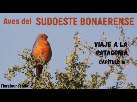 Aves del extremo sur de Buenos Aires - VP cap. 16