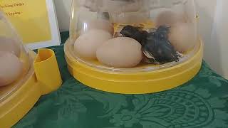 Chicken Check In:  Hatch Day!