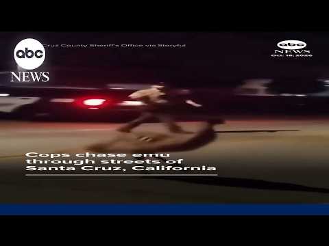 Cops chase emu through streets of Santa Cruz, California