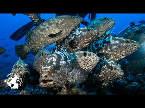 Gombessa II Expedition "The Grouper Mystery" - Episode 01