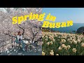 going to Busan for cherry blossoms 💛spring in korea + cafe hopping vlog - cari cakes going to Busan for cherry blossoms 💛spring in korea + cafe hopping vlog