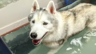 Back To the Water Treadmill With My Husky!