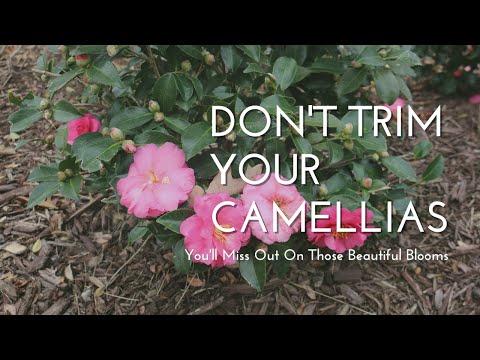 Don't Trim Camellias Yet!