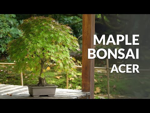 Japanese Maple Bonsai care (Acer palmatum)