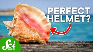 Animals Inspiring the Armor of the Future