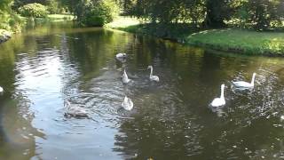 preview picture of video 'Schloss Sanssouci Swans, Potsdam, Germany'