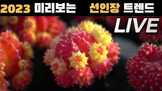 세계1위! 미리보는 접목선인장 트렌드 LIVE