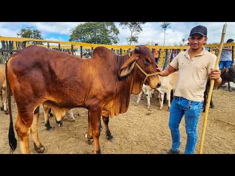 FEIRA DO GADO NO BOLA EM PANELAS-PE  18-1-2026  #nordeste