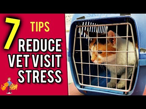 How to Take Your Cat to the Vet (the Stress Free Way!) - Cat Health Vet Advice