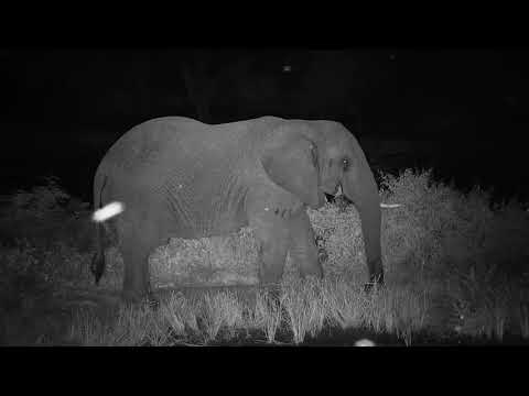 Djuma: Lone Elephant bull with missing right tusk - 00:25 - 03/04/20