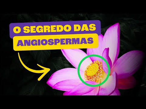 Angiospermas | As Plantas que Dominaram O Mundo!