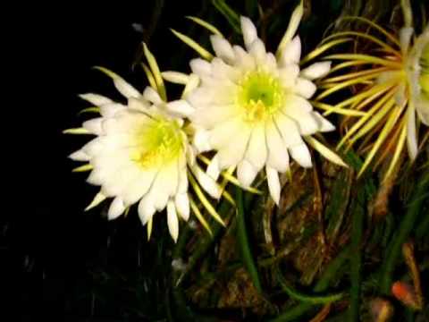 Cactus flower blooms EXPLODE for a one night party!!!