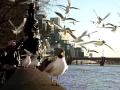 Belle Feeding Seagulls On River Thames In London On March 7th 2010