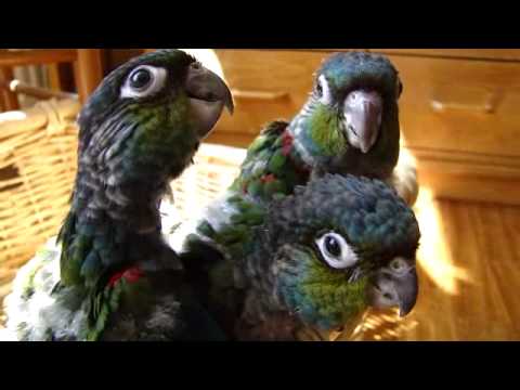 Video