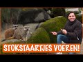 De stokstaartjes bezoeken | DierenpraatTV
