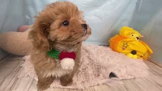ハーフ犬の動画01