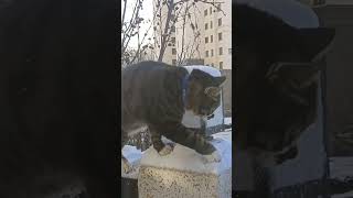 初雪でテンパりわざわざ足場の悪い所に追い込まれる猫@Hachiko425