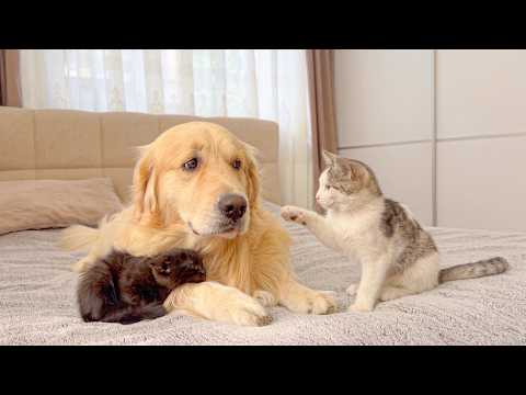 YouTube 썸네일