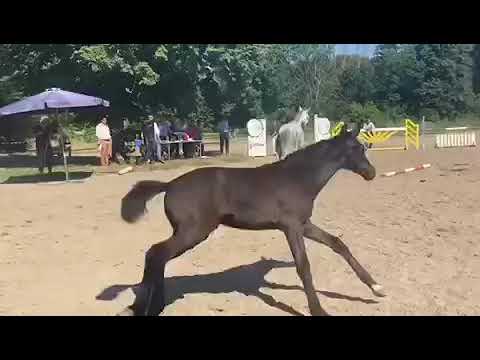 Hengstfohlen von Forlee-Contender, Züchter: Schiemer
