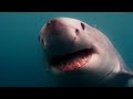 JAWS SHARKS JAWS JAWS 2 JAWS 3 D JAWS THE REVENGE