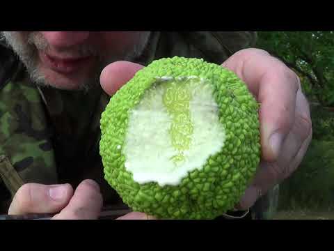 YouTube video about: Can horses eat hedge apples?