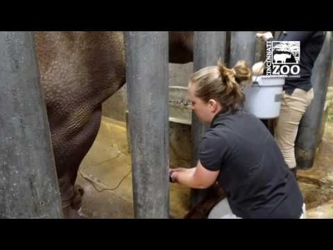 Black Rhino Donates Blood - Cincinnati Zoo