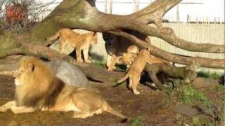 preview picture of video 'Løvefamilie i Københavns Zoo'