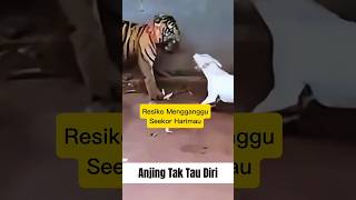 Download lagu Anjing Berani Ganggu Harimau, Akhirnya Kena Terkam! mp3 Download lagu Anjing Berani Ganggu Harimau, Akhirnya Kena Terkam! mp3