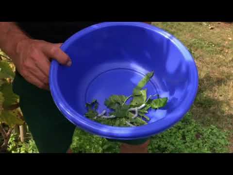 Aufzucht von Seidenraupen