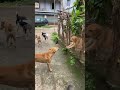 Animal Funny Video Whatsappstatus Shorts Reels Trending Viral Funnyshorts Funny Vivektunes