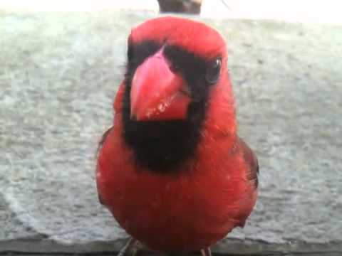 Cardinal awesome