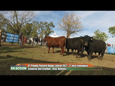 Angus - 6ª Prueba Pastoril del Litoral -  Nahuel Ara