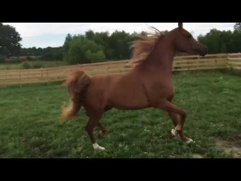 GENEVA PCF 659071 May 12, 2012