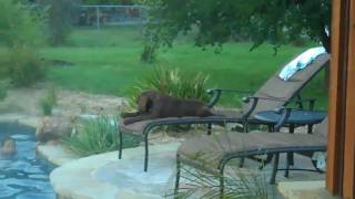 Jade chesapeake bay retriever pup | Corinth Dog Training| Redeeming Dogs