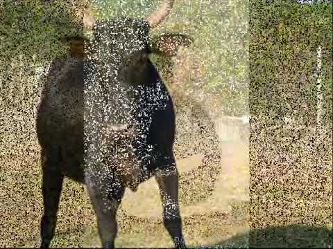 Tião Carreiro e Pardinho - Boi soberano