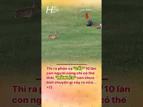quá out trình =))  #funny #reviewvui #xh #haihuoc #videoshort #funnyvideo #giaitri #shorts #cat
