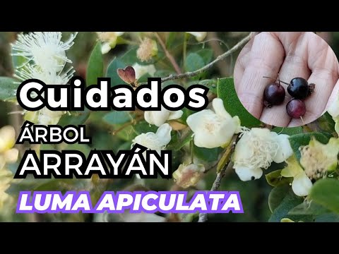 Cuidados del árbol del ARRAYAN [suelo, agua,reconocimiento] 💚🌿