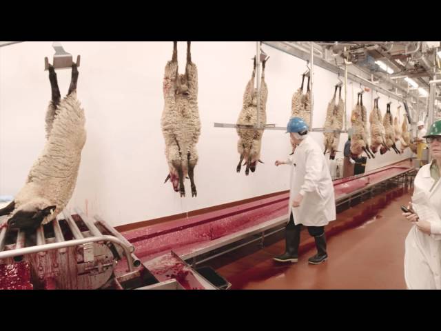 Inside a Lamb Processing Plant: A Tour with Temple Grandin | Magica
