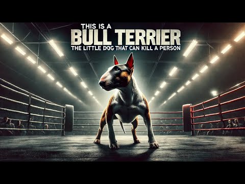 This is a Bull Terrier: The Little Dog That Can Kill