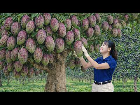 AMAZING! Harvesting Giant Purple Mangoes to Sell | The Most Profitable Fruit on the Market!