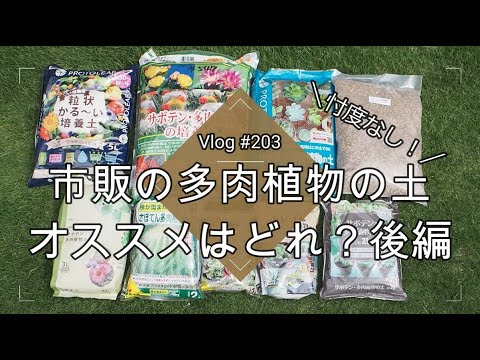園芸 サボテンやその他の多肉植物の春の目覚め