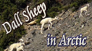 🐑 Dall Sheep in the Arctic 🏞️