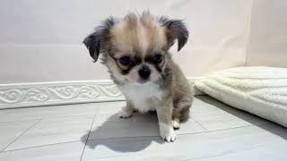 チワワ（ロング）の動画01